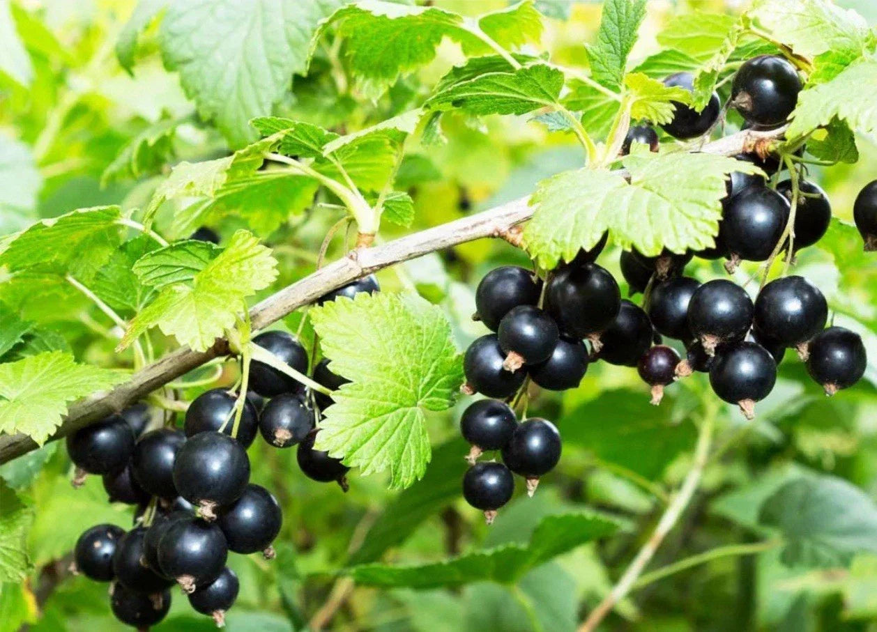 Black Currant Cuttings 8-10 Inches for Propagation Ribes nigrum Gardening and Home Planting