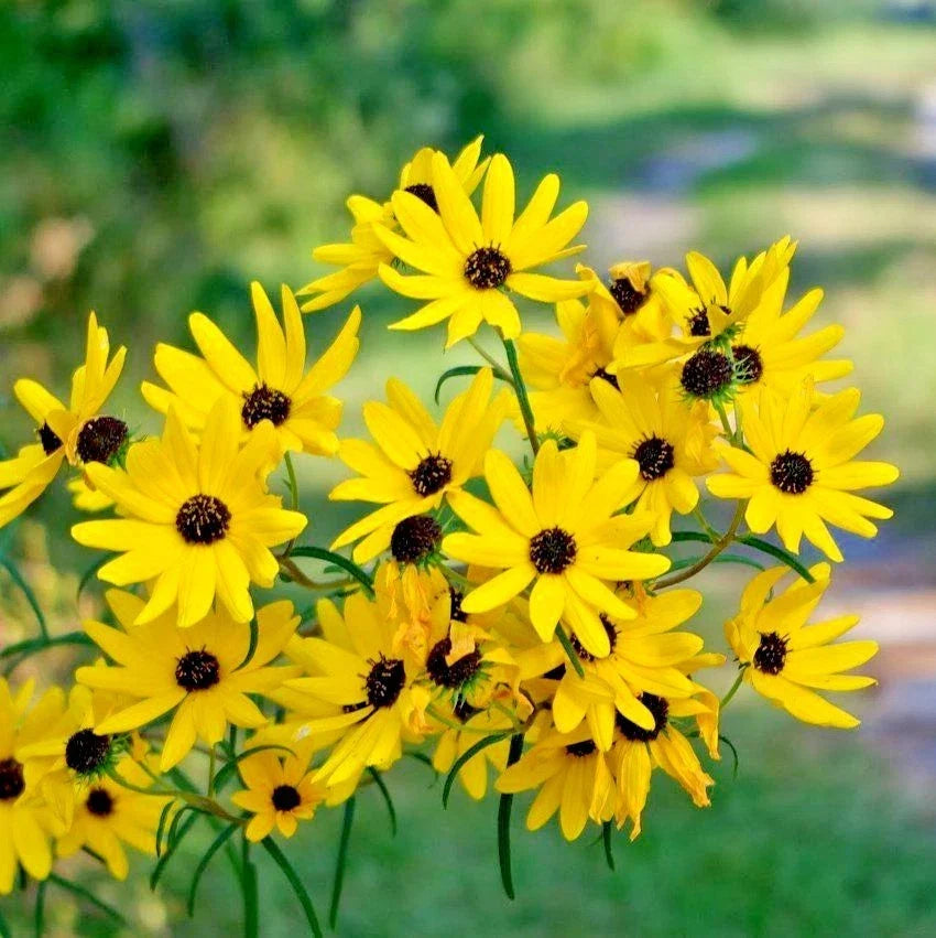 Swamp Sunflower Seeds - Perennial Wildflower for Poor Soils, Heat & Cold Tolerant - Helianthus angustifolius, Native Pollinator Plant