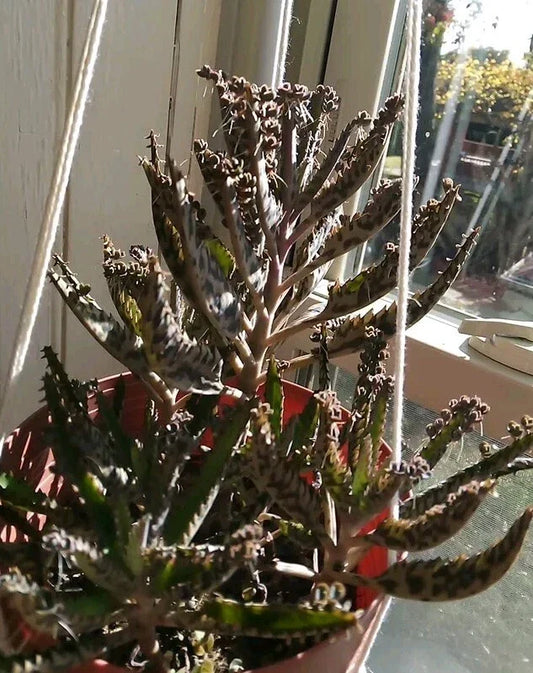 Kalanchoe tubiflora 'Mother of Millions' Succulent Plant with 10 Pups, Air Roots, Easy Care Houseplant