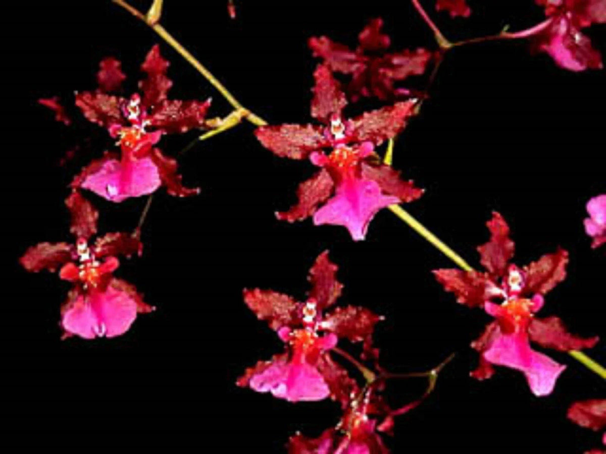 Oncidium Sharry Baby 'Red Fantasy' Orchid Plant 2.5" Pot, Red & White Blooms, Sweet Chocolate Scent, Oncidium Sharry Baby