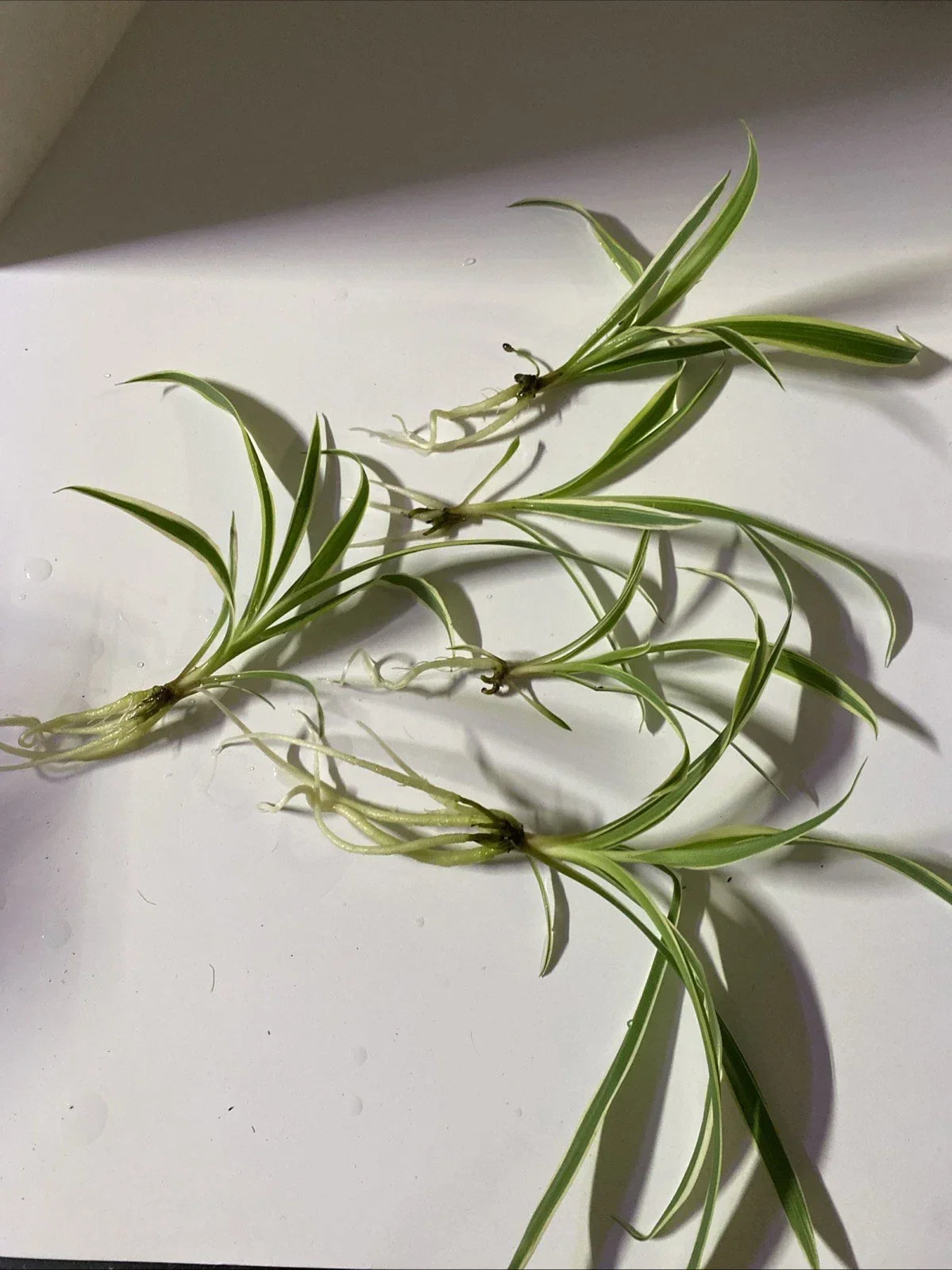 Live Bare Root Spider Plants 5 Pack - Chlorophytum comosum Air Purifying Houseplants for Home Decor