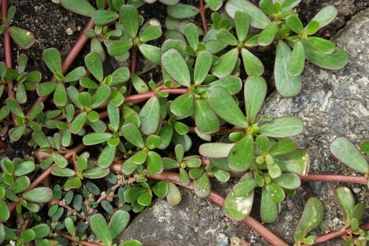 Live Bare Root Purslane Plants – Portulaca sativa – Omega-3 Rich Vegetable – 马齿苋 – Nutritious, Easy-to-Grow Edible Herb