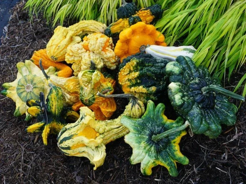 Exotic Mix Gourd Seeds - Vibrant Varieties for Ornamental Gardening - Cucurbita spp.