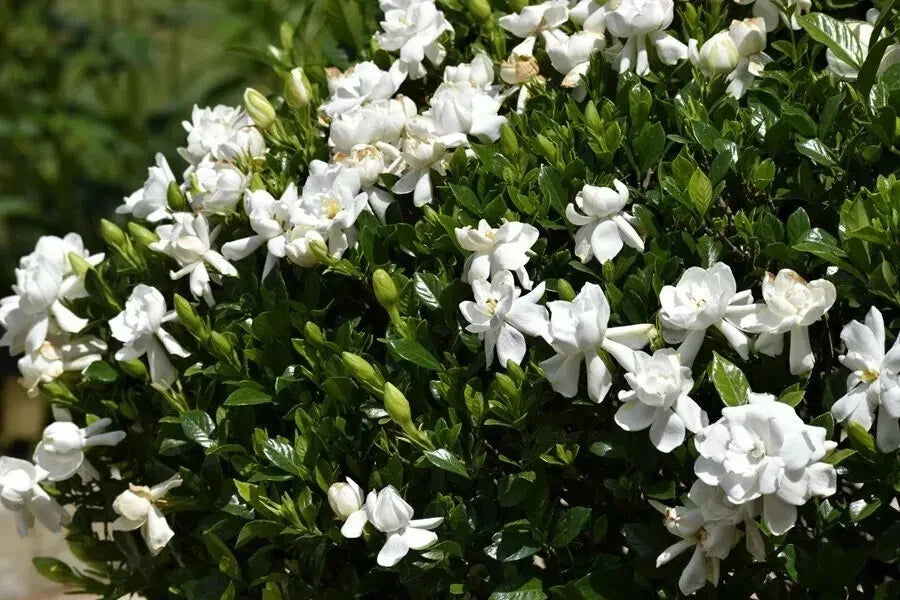 Unrooted Gardenia Cutting - Southern Heirloom Gardenia Bush - Gardenia jasminoides - Fragrant White Blooms, Green Leaves