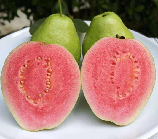 Lemon Guava Fruit Tree Seeds - Psidium Guajava - Tropical Fruit Seeds for Planting - 20 Pcs