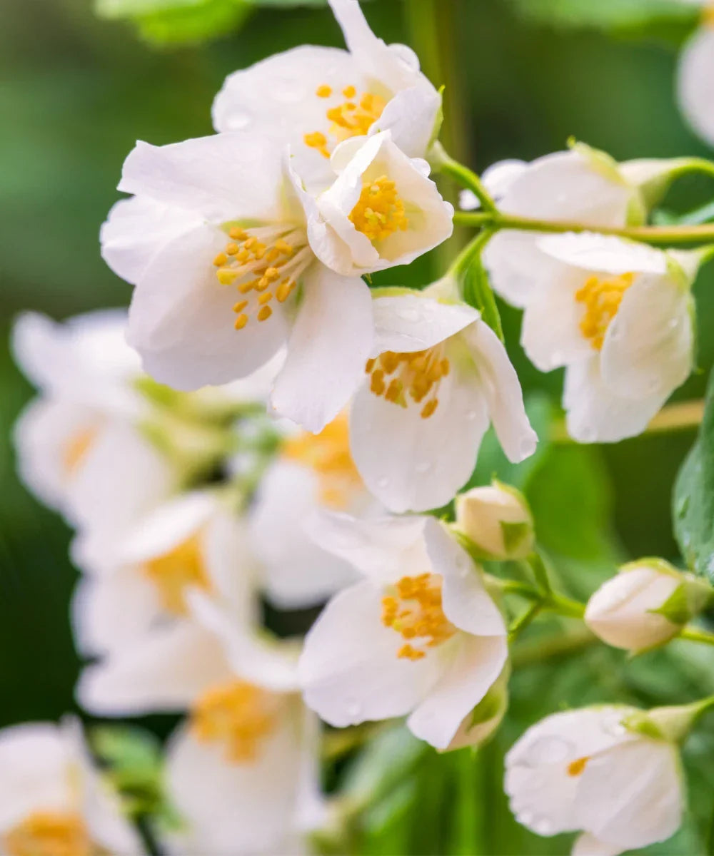 Sweet Mock Orange Cuttings - 10 Fresh Unrooted Propagation Cuttings Philadelphus coronarius