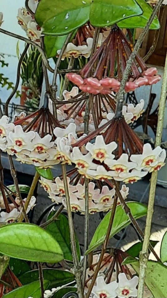 Hoya Obovata Wax Plant - Rooted Indoor Houseplant - Easy Care Hoya Variety for Home Decor