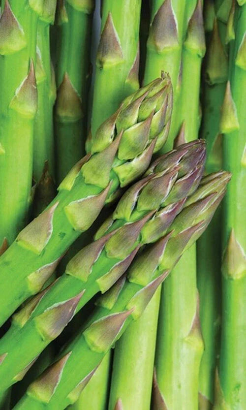 Asparagus Seeds - 50+ Mary Washington Variety - Non-GMO, Heirloom, Perennial, Asparagus officinalis Seed Packet