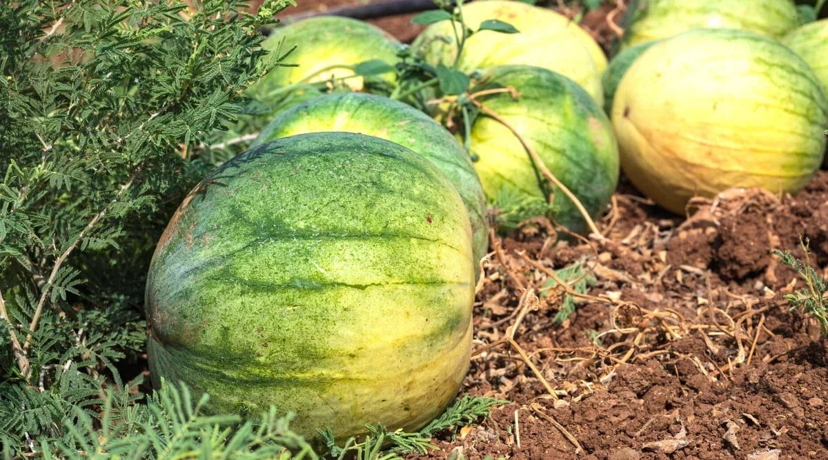 Big Tasty Seedless Watermelon Seeds 50 Pack | Citrullus lanatus | Non-GMO, Sweet, Juicy, USA Grown, Full Sun, Easy to Grow