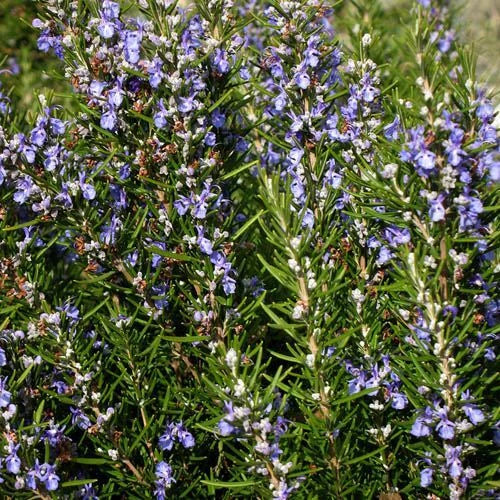 Rosemary Seeds - Heirloom Non-GMO Herb Seeds for Culinary Use - Salvia rosmarinus - Free Shipping