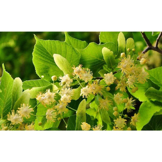 Littleleaf Linden Tree Bare Root Tilia cordata Shade Tree for Landscaping and Urban Spaces
