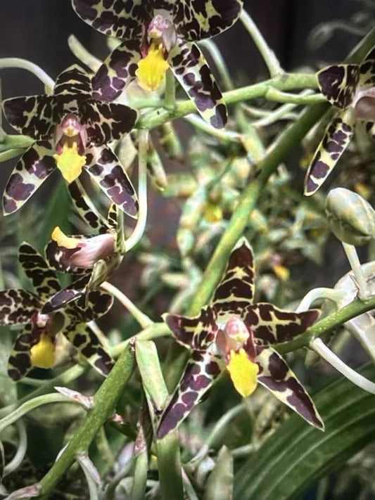 Orchid Plant Ansellia Africana 2 Stems Division Exotic African Orchid for Home Decor