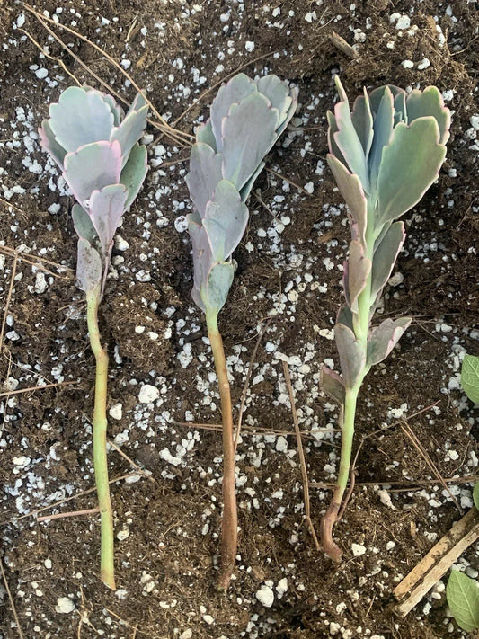 Kalanchoe Fedtschenkoi Cuttings - Lavender Scallops Succulent Garden Decor - 3 Live Plant Cuttings