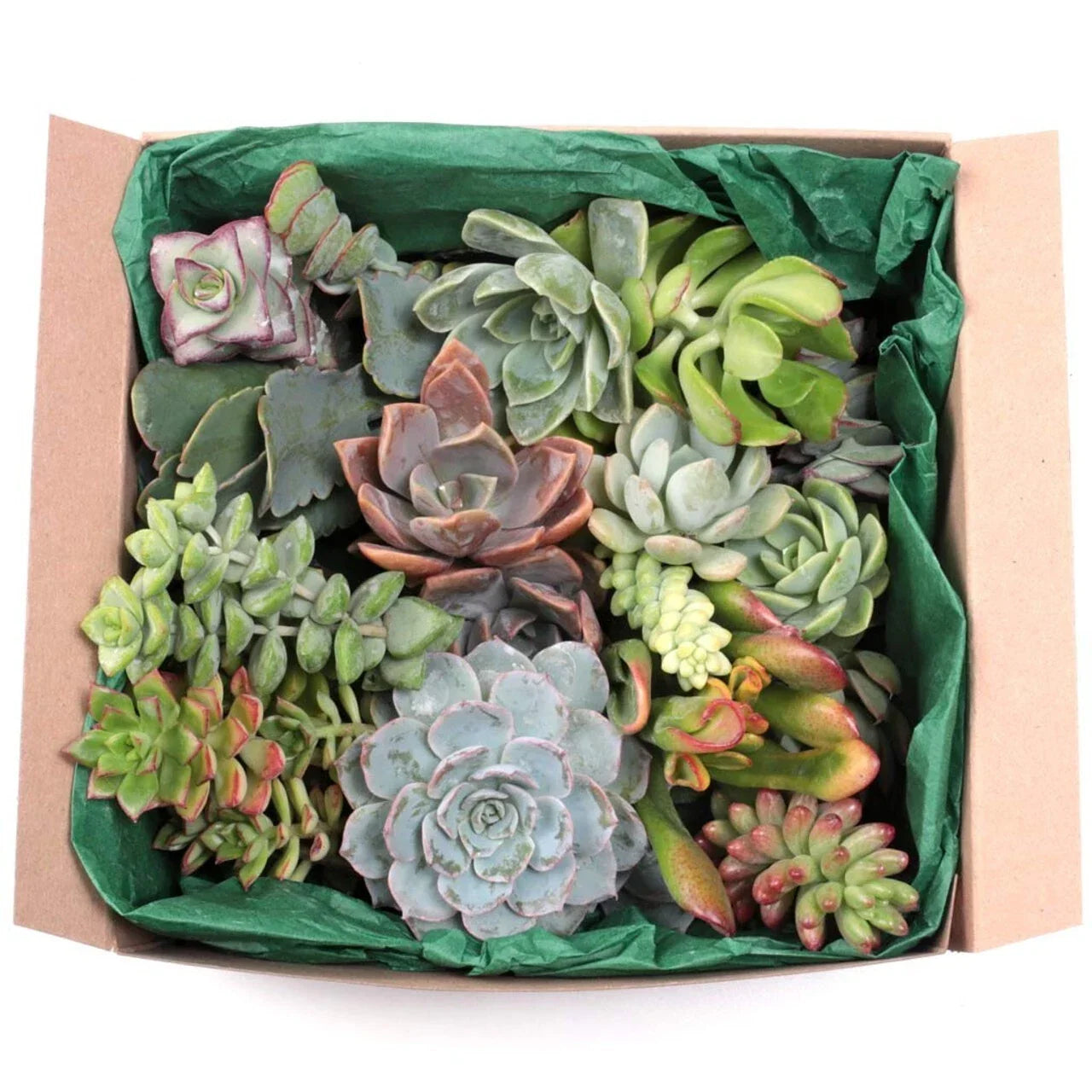 12 Large Live Succulent and Cactus Cuttings – Assorted Varieties for Garden and Home Decor – Easy-to-Grow Starter Plants