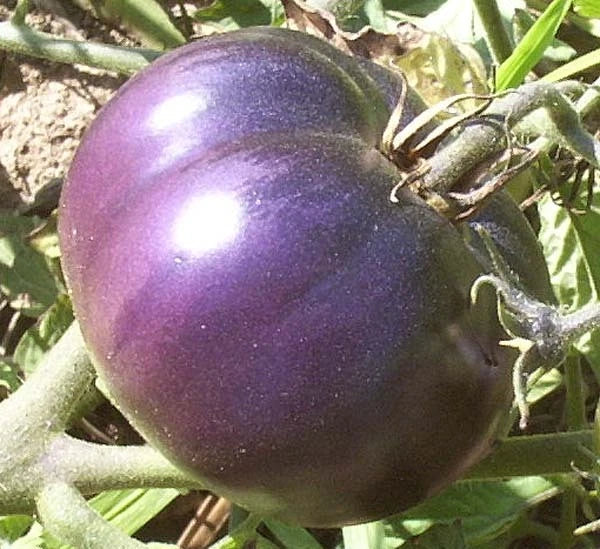 Purple Tomato Seeds - Heirloom Solanum lycopersicum - Antioxidant-Rich Vegetable for Home Gardens & Container Planting
