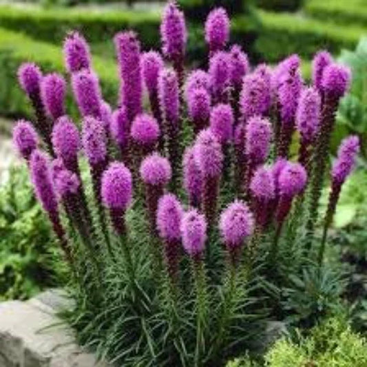 Organic Gayfeather Seeds 50 Count Liatris spicata Blazing Star Perennial for Pollinators