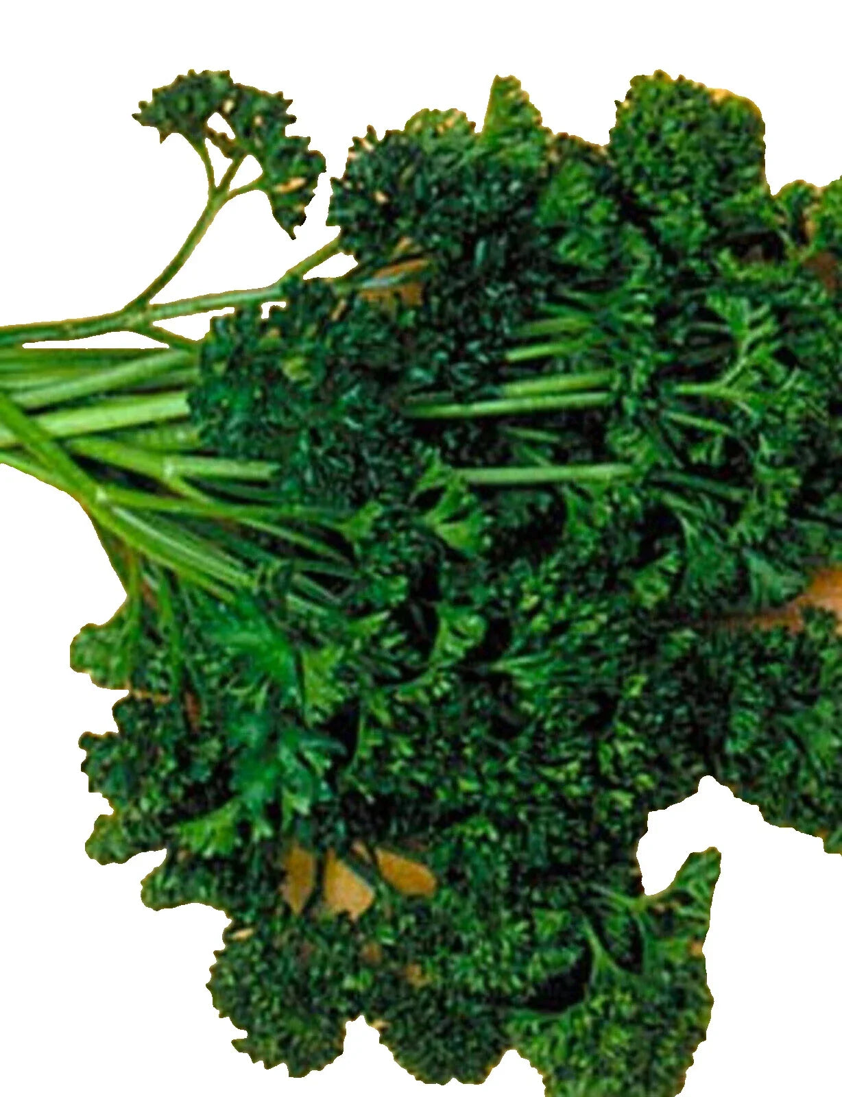 Forest Green Parsley Seeds - Non-GMO Culinary Herb Petroselinum crispum, 300+ Seeds for Indoor & Outdoor Gardening