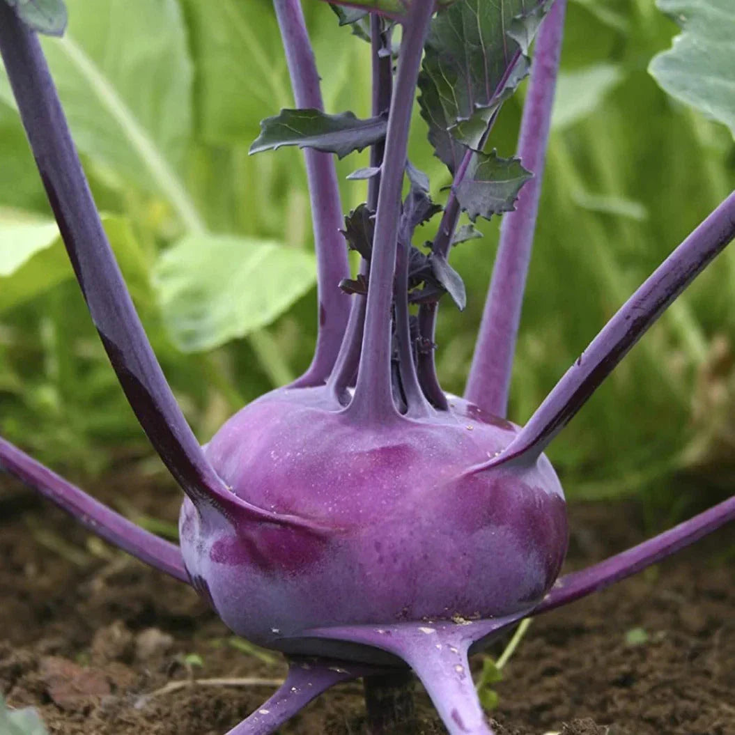 Purple Vienna Kohlrabi Seeds - Brassica oleracea var. gongylodes - Heirloom, Non-GMO, Asian Chinese Vegetable for Home Gardens
