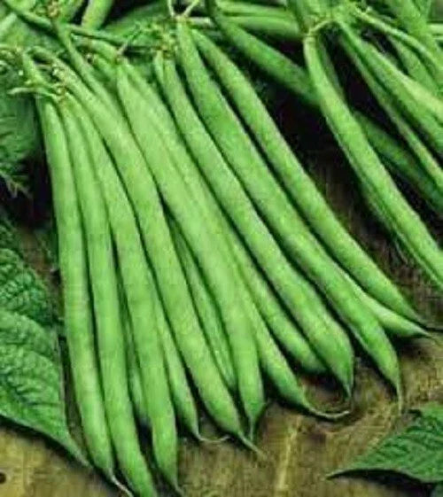 Premium Contender Stringless Green Bean Seeds - Non-GMO, Bush Type, Phaseolus vulgaris, for Home Garden & Vegetable Gardening