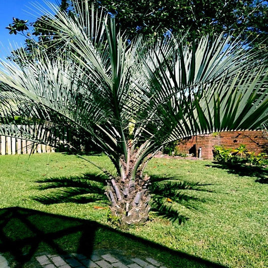 Jelly Pindo Palm Seeds, Cold Hardy Tropical Fruit Plant, Butia capitata, Edible Fruit, Landscaping, Indoor or Garden Plant