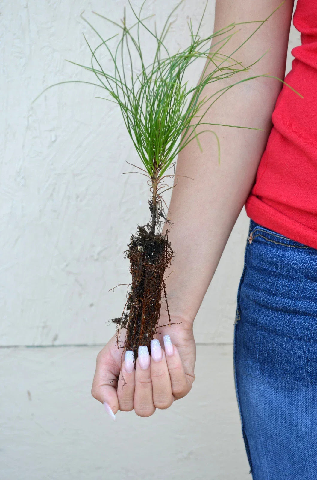 Red Pine Tree Seedling - 3-5 Inches - Pinus resinosa - Hardy Conifer for Landscaping & Reforestation