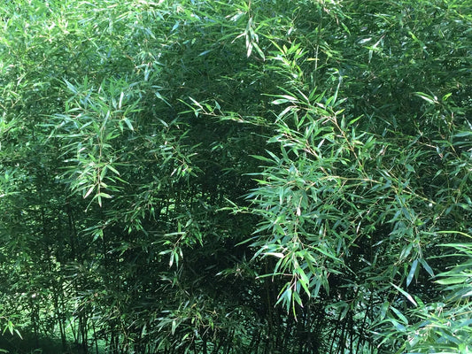 Live Bamboo Roots - Natural Privacy Fence Canopy - Perennials - Phyllostachys spp.