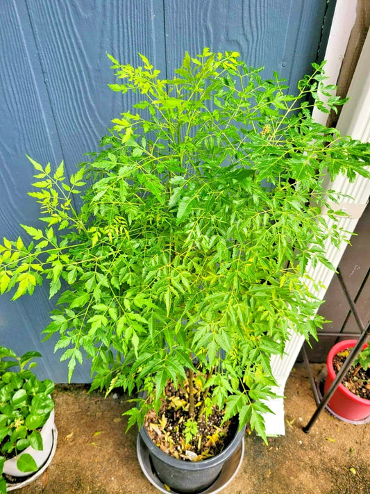 Melia Azedarach Live Plant | Persian Lilac | Rare Tropical Chinaberry | 4-Inch Starter Plant