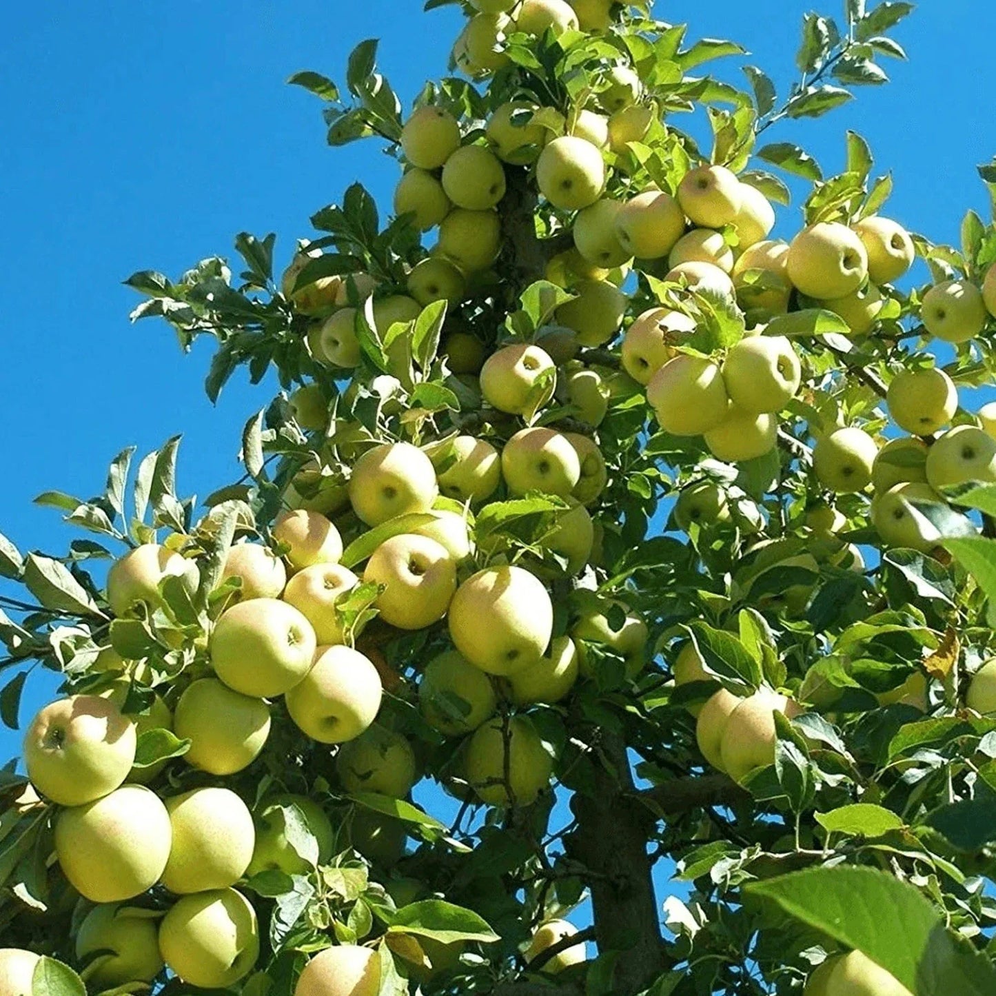 Dwarf Golden Delicious Apple Tree 3 ft Bare Root - Malus domestica, Sweet Crisp Fruit, White Blossoms, Wildlife Friendly