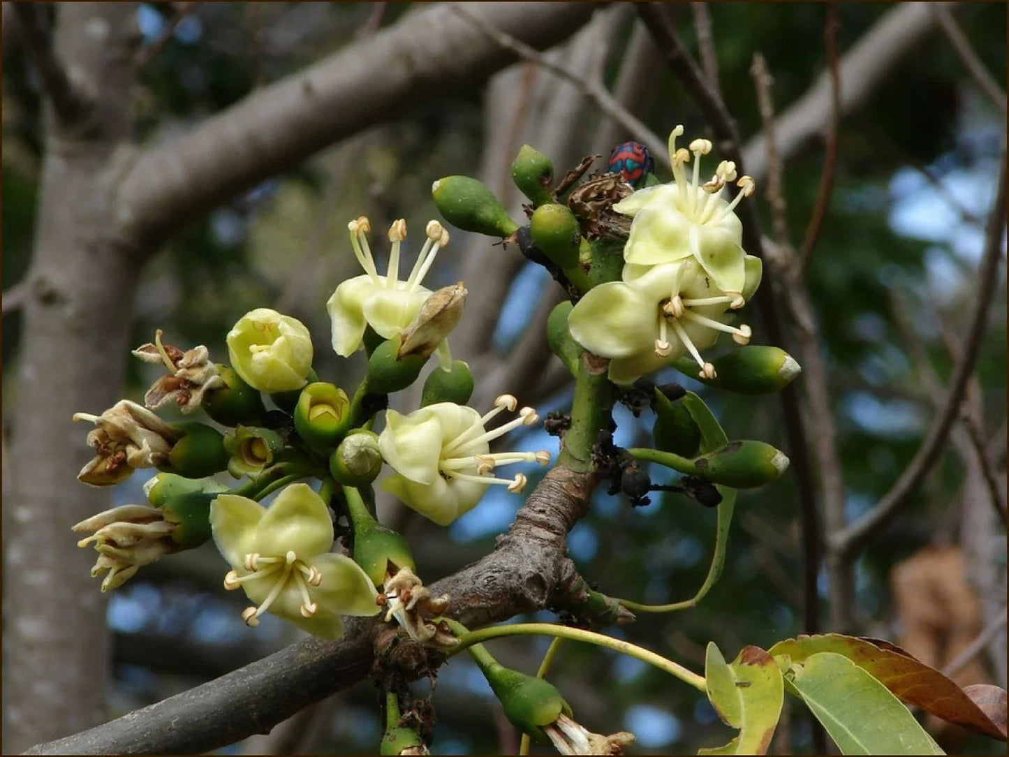 Silk Cotton Tree Seeds - Pre-Stratified Ceiba pentandra - Tropical Tree with Large Foliage & Cotton Fibers - Free Shipping