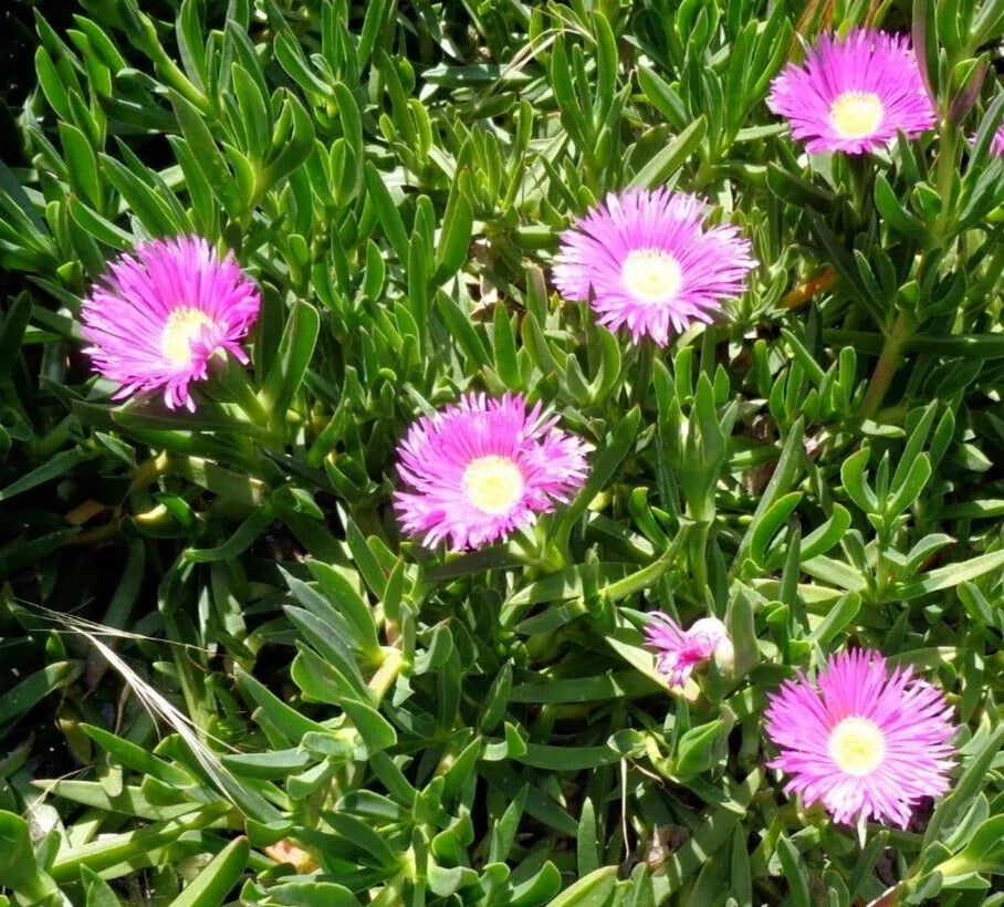 Fresh Cut Ice Plant Succulents, Purple Pink Ground Cover, Delosperma spp., 4-7 Inches