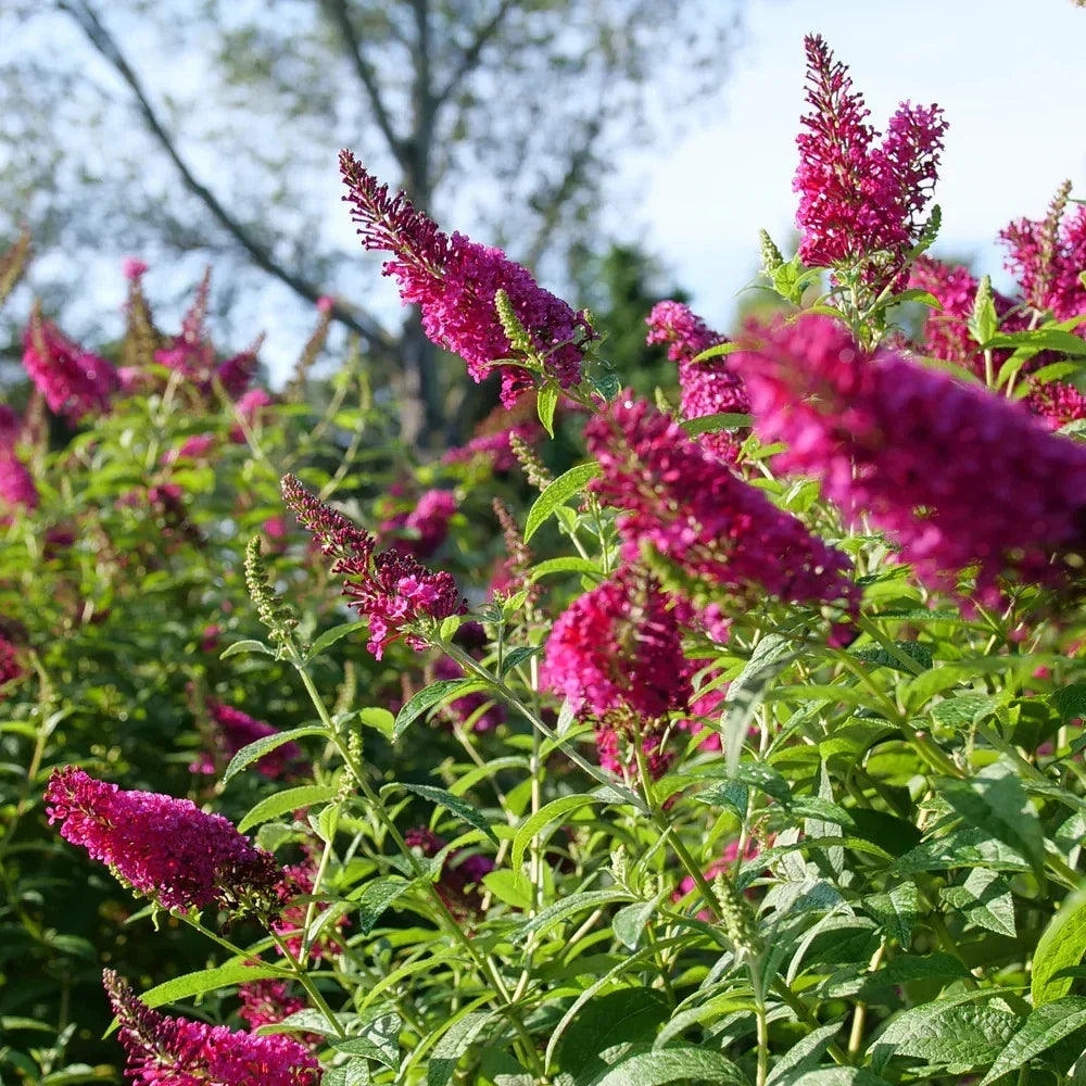 Butterfly Bush Live Rooted Cuttings 5 Pack Ruby Buddleja davidii Fast Growing Pollinator Magnet for Garden