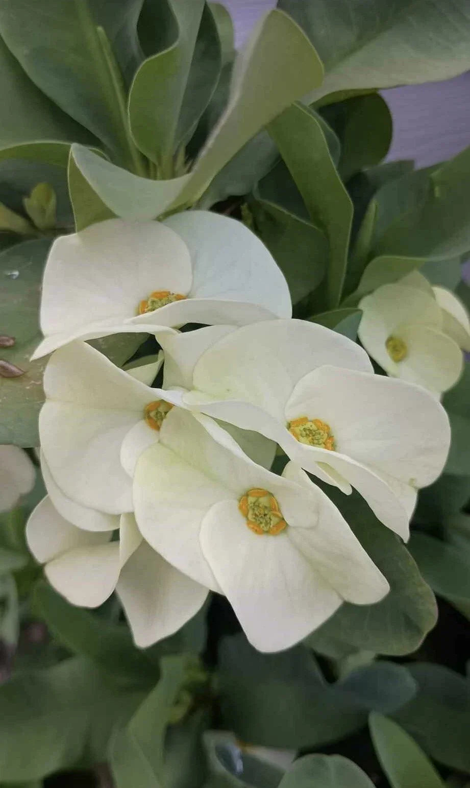 Large White Crown of Thorns Cutting, Euphorbia milii, Indoor Plant Propagation, No Roots, Succulent Plant, White Flowers