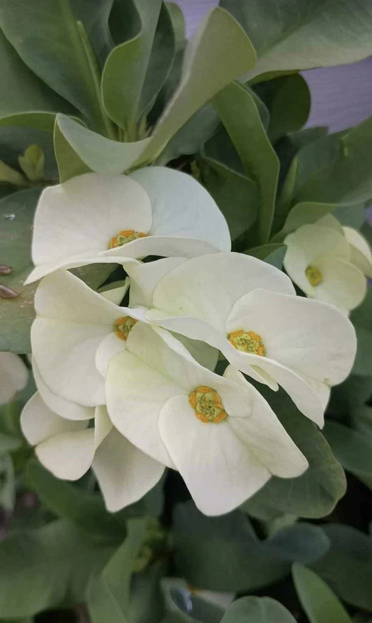 Large White Crown of Thorns Cutting, Euphorbia milii, Indoor Plant Propagation, No Roots, Succulent Plant, White Flowers