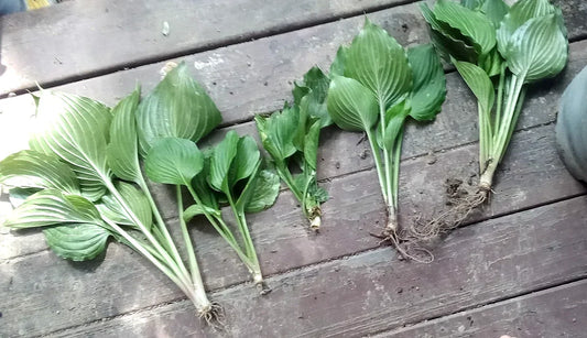 Live Hosta Plants 5 Pack – Sieboldiana Elegans Solid Green Shade Lover – Healthy Rooted Perennial for Garden Borders