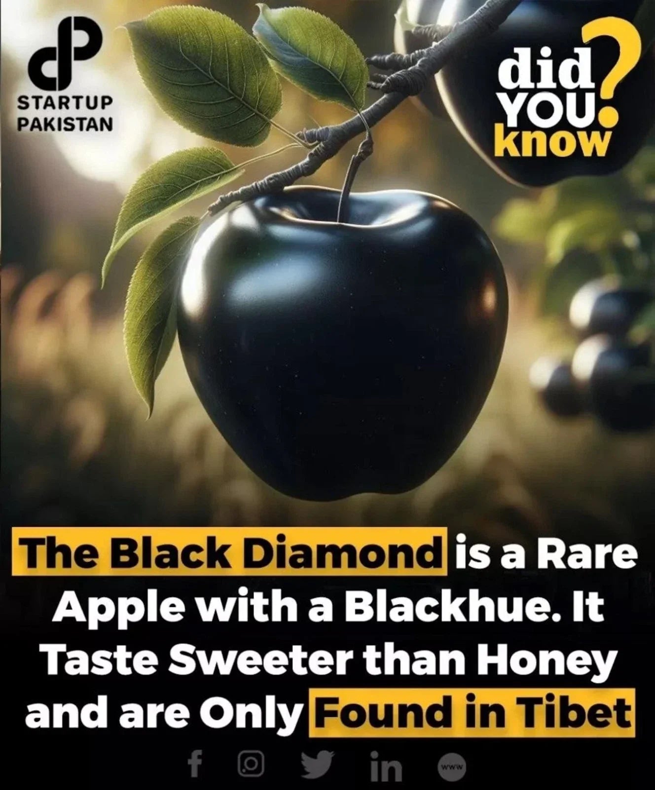Black Diamond Apple Cutting for Rooting or Grafting – Malus domestica – Unique, Rare Fruit Tree Propagation Material