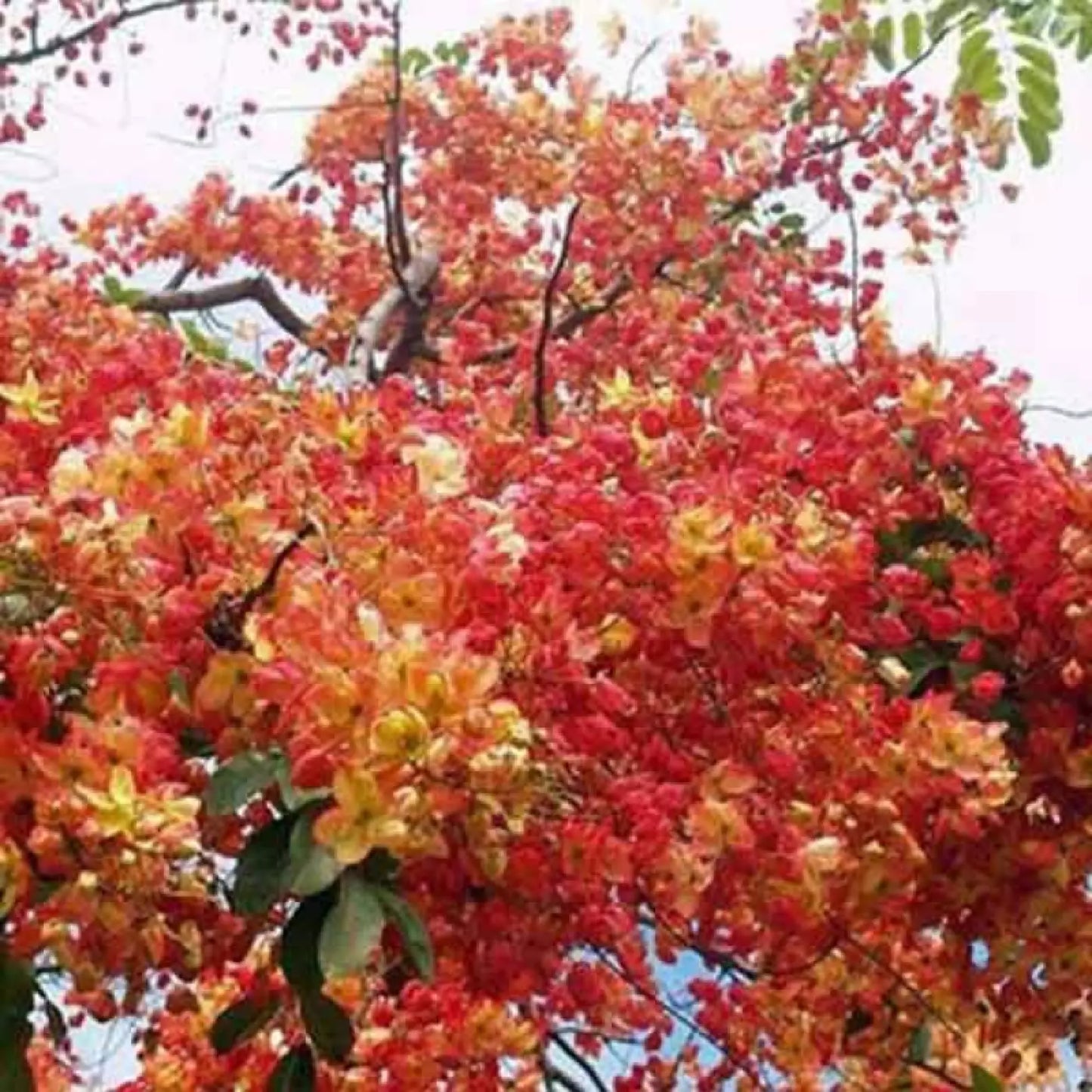 Red Shower Tree Seeds - 10 Pre-Stratified Cassia marginata Tropical Flowering Tree for Garden, Landscape, and Pollinator Attraction