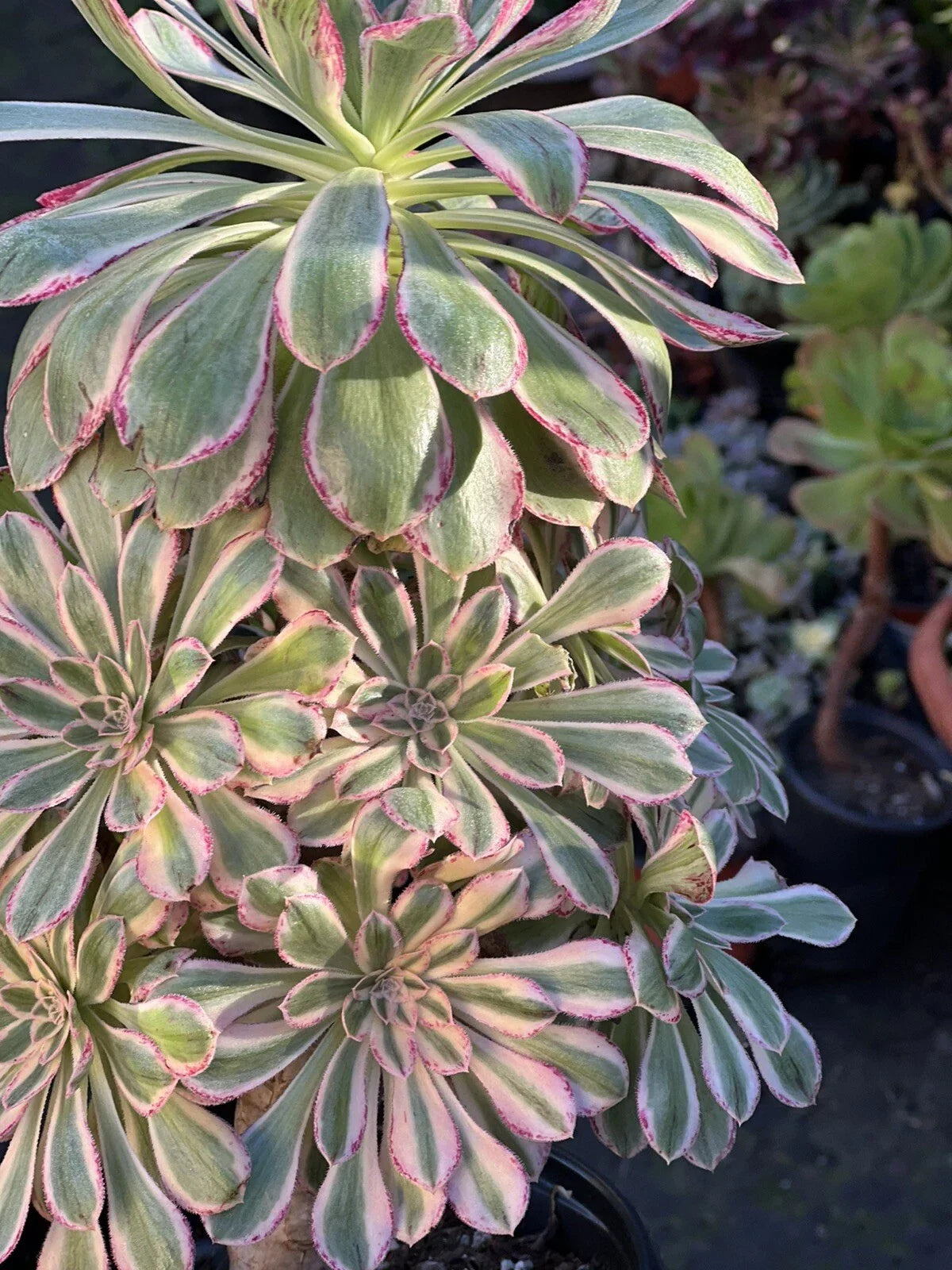 Aeonium Cutting 4-6 Inches Variegated Rubrolineatum V Succulent Plant for Gardens and Containers