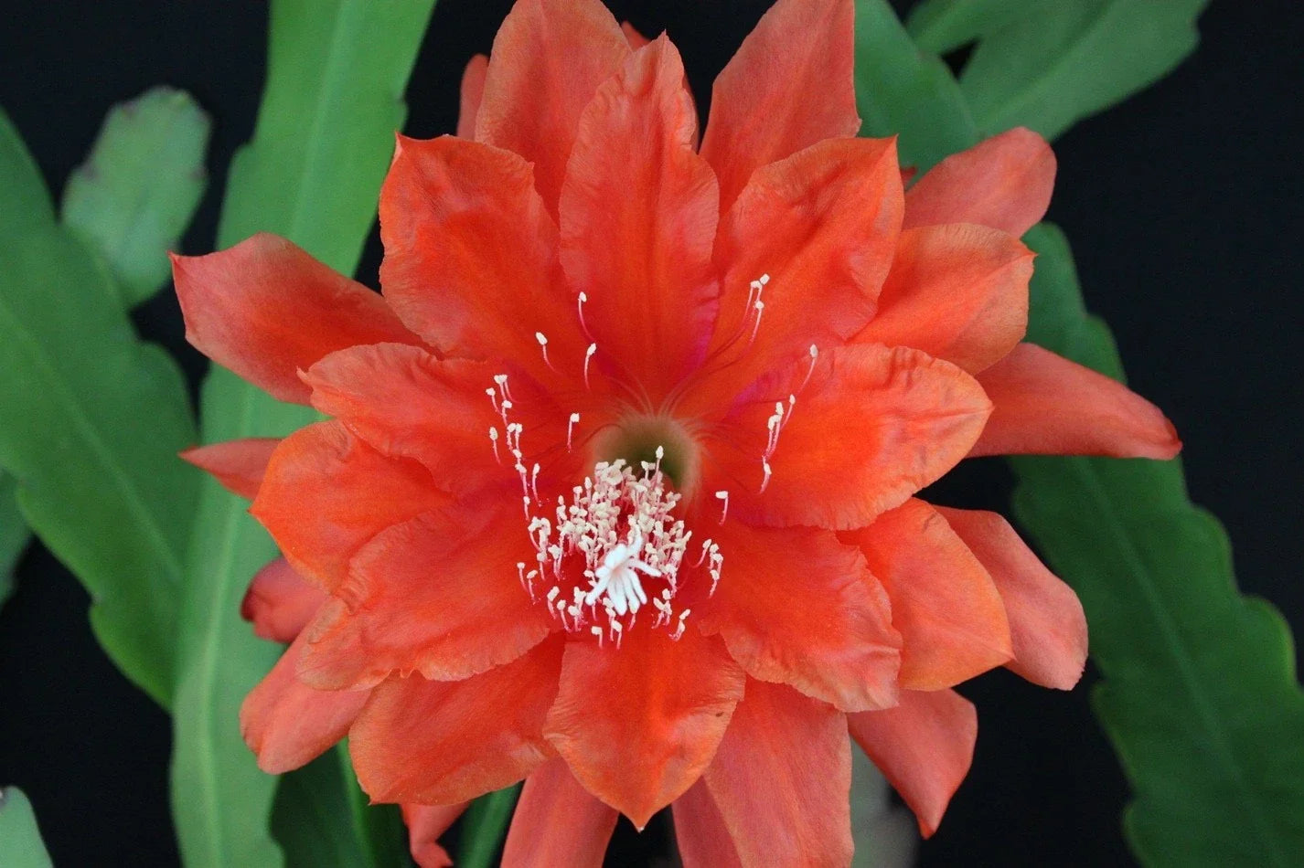 Epiphyllum Cuttings All That Jazz Orchid Cactus Rare Succulent Variety Indoor Plant Collection