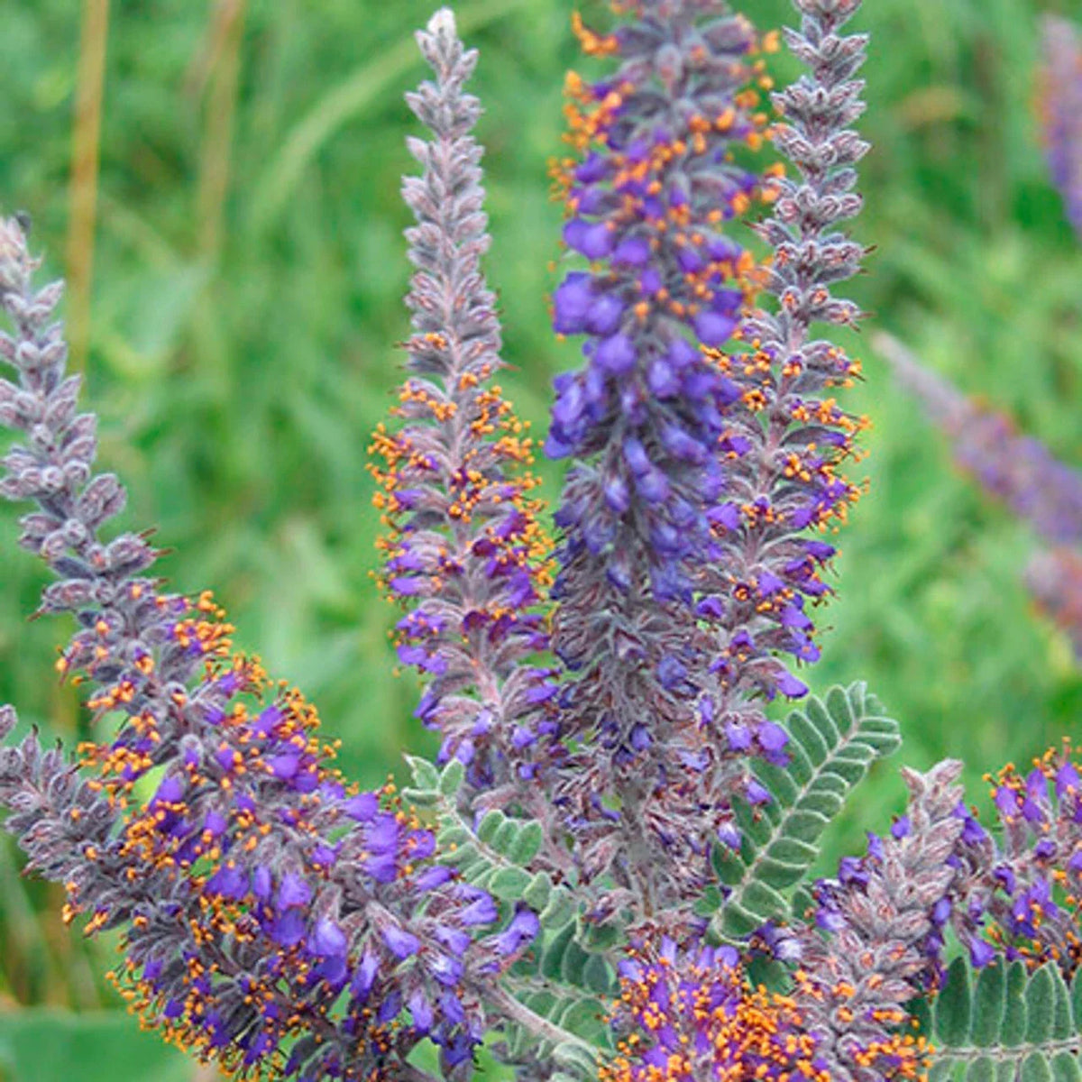 115 Seeds Lead Plant Drought Tolerant Perennial Purple Flowers Amorpha canescens for Sustainable Gardens