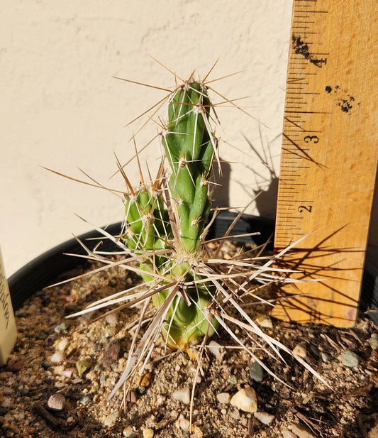 Live Rooted Cactus Plant - Densely-Spined Club Cholla - Grusonia densispina - Unique Succulent for Home or Garden