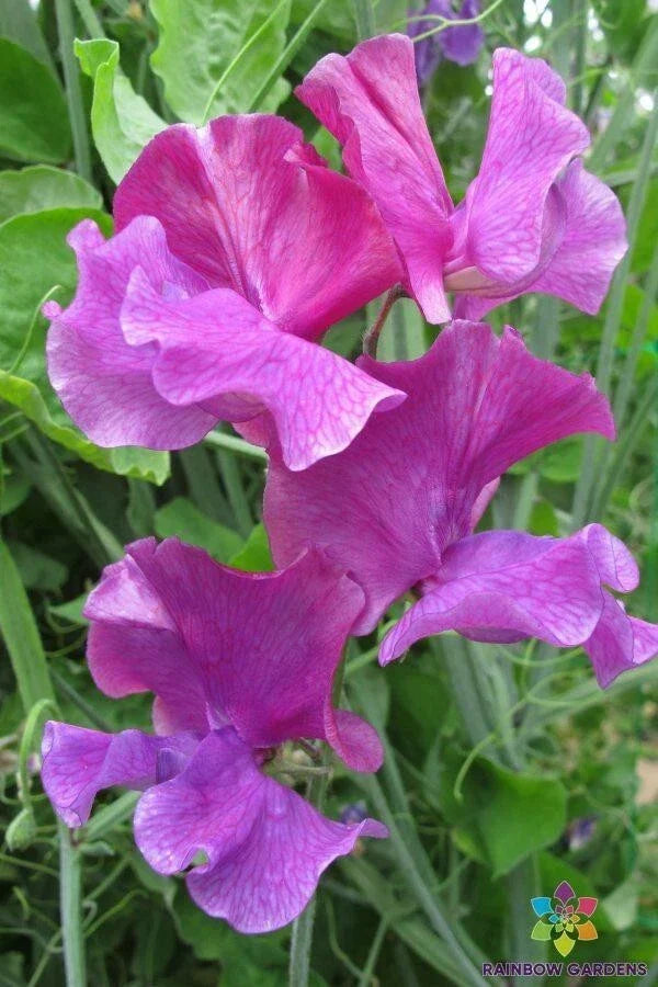 Ian Myers Sweet Pea Seeds - 50+ Pack, Heirloom Garden Seeds, Lathyrus odoratus, Fragrant Climbing Vines, Mixed Colors, USA Free Shipping