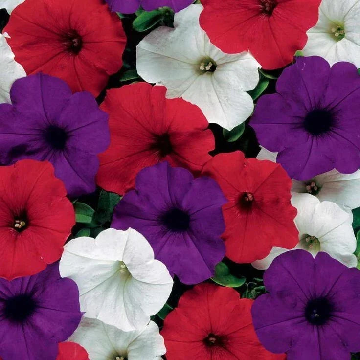 Petunia Seeds - Easy Wave Flag Mix - 10 Pelleted Seeds - Vibrant Red, White, Blue Annual Flower for Garden, Containers, Hanging Baskets