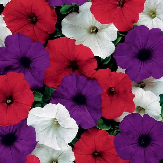 Petunia Seeds - Easy Wave Flag Mix - 10 Pelleted Seeds - Vibrant Red, White, Blue Annual Flower for Garden, Containers, Hanging Baskets