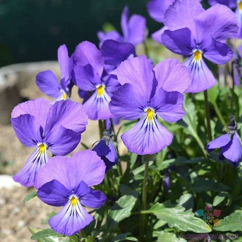 Corsican Violet Pansy Seeds - 200+ Pack Viola for Garden, Containers & Borders, Easy to Grow, Attracts Pollinators, USA