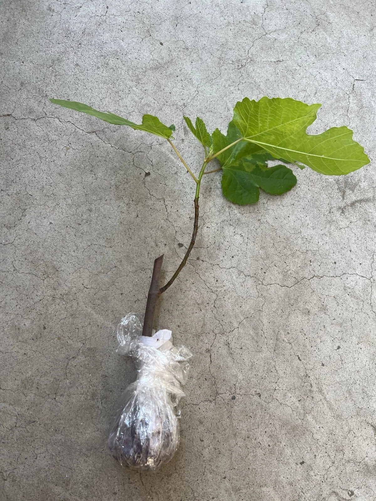 Fig Tree Live Plant 15” Ficus carica Ready to Plant No Pot for Garden or Landscape