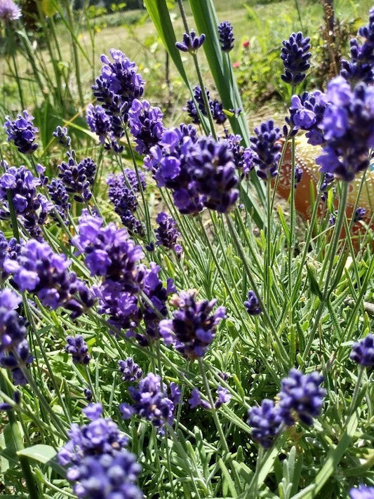 Organic English Lavender Herb Cuttings for Propagation, Lavandula angustifolia, Aromatic Garden Plants, 5 Pack