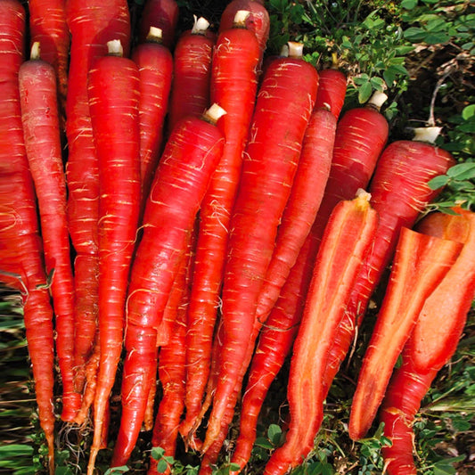 Kintoki Red Carrot Seeds Packet of 200 Non-GMO Daucus carota subsp. sativus for Home Garden, Container Gardening, 2025 Planting