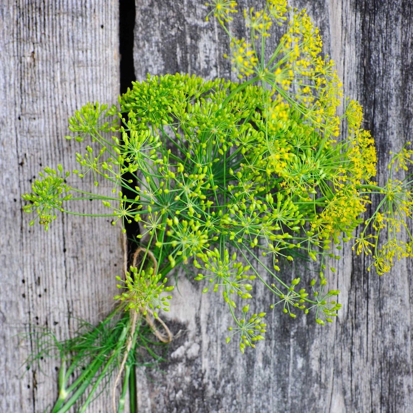 4000 Dill Seeds Long Island Mammoth Non-GMO Heirloom Anethum graveolens for Culinary & Gardening
