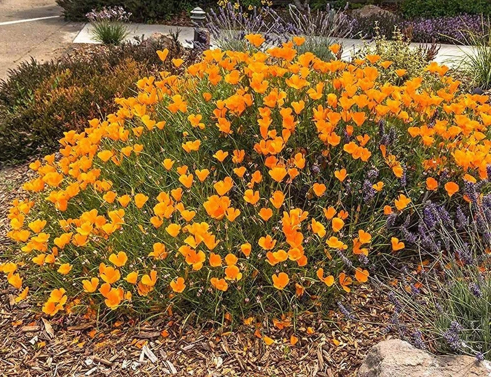 California Poppy Seeds Bulk Pack – 5000 Eschscholzia californica Native Wildflower for Drought Tolerant Gardens