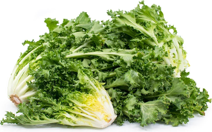 350 Seeds Endive Green Curled Ruffec Salad Greens Non-GMO Organic Cichorium endivia Pack